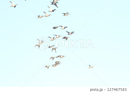 マガモの飛翔集団 マガモの飛翔集団 127467583