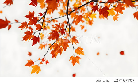 Vibrant Autumn Foliage: A beautiful shot of orange and red maple leaves against a light background. 127467707