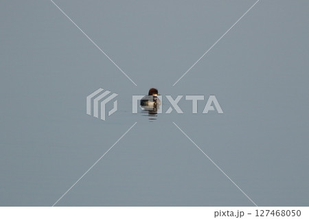 ミコアイサ 127468050