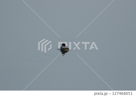 ミコアイサ 127468051