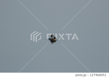 ミコアイサ 127468052