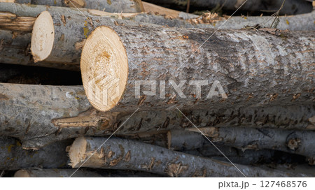 Wooden Logs with Forest on Background. Wood as a source renewable energy. Lumber industry. 127468576