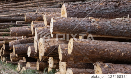 Wooden Logs with Forest on Background. Wood as a source renewable energy. Lumber industry. Wooden Logs with Forest on Background. Wood as a source renewable energy. Lumber industry. 127468584