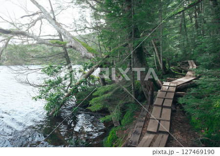 苔に覆われた森、高原の湖畔の遊歩道 127469190