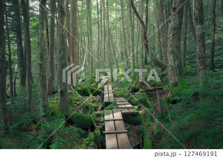 苔むした森林の遊歩道 127469191