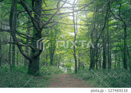 神秘的な新緑の森を行く 127469216