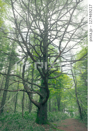 新緑の森を行く 127469217