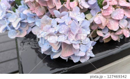 雨に濡れた紫陽花 127469342