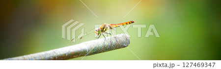 秋の気配がする夏の終わりに見た赤とんぼ 127469347