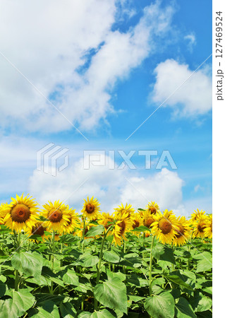 北海道　夏の青空とひまわりの風景 127469524