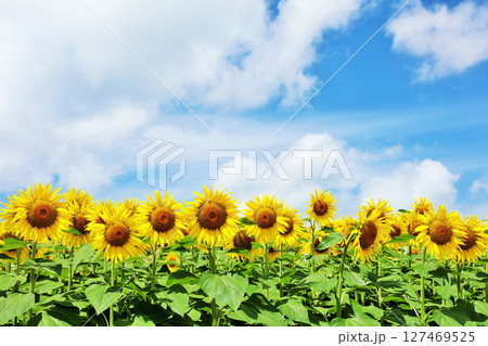 北海道　夏の青空とひまわりの風景 127469525