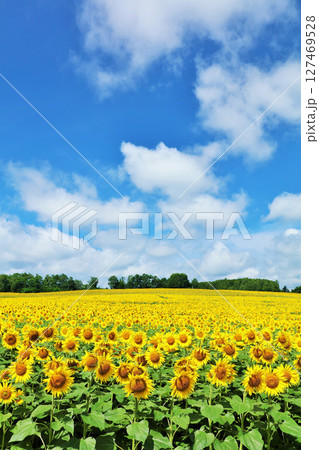 北海道　夏の青空とひまわりの風景 127469528