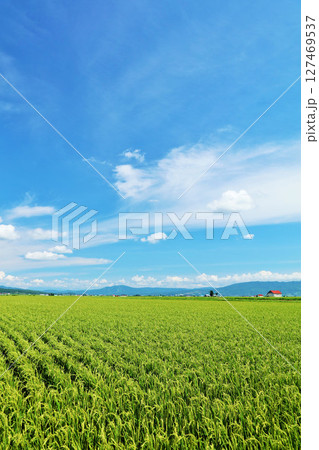 北海道 青空の田んぼ風景 北海道 青空の田んぼ風景 127469537