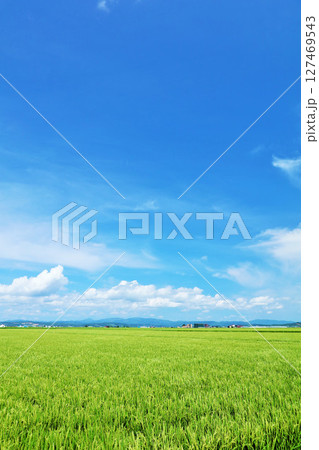 北海道　青空の田んぼ風景 127469543