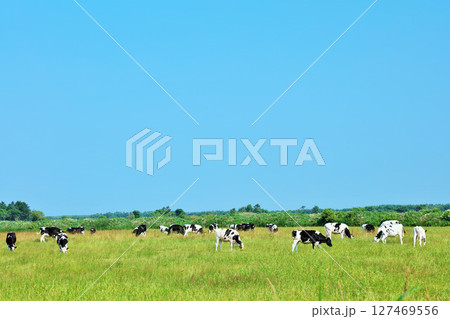 北海道　夏の青空と牧場の牛たち 127469556