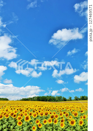 北海道　夏の青空とひまわりの風景 127469571