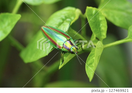 「光を纏う来訪者」 127469921