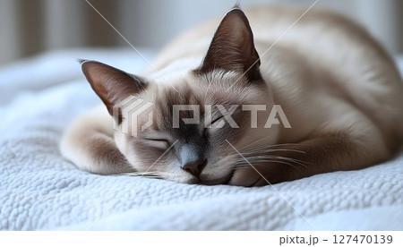A Serene Moment, A Sleeping Cat in Soft Light 127470139