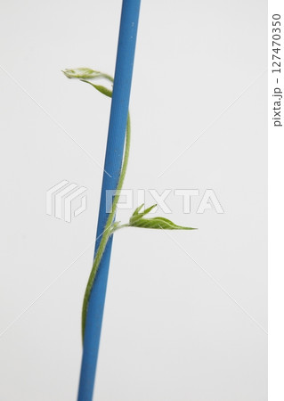 アサガオのつるは左巻きで絡みつく 127470350