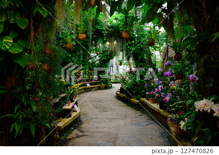 植物園の風景 熱帯ドリームセンター 植物園の風景 熱帯ドリームセンター 127470826