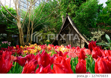 メルヘンな家とチューリップの花畑　熱帯ドリームセンター 127470833