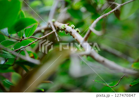 植物園の風景 熱帯ドリームセンター 植物園の風景 熱帯ドリームセンター 127470847