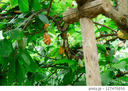 カカオの実　熱帯ドリームセンター 127470850