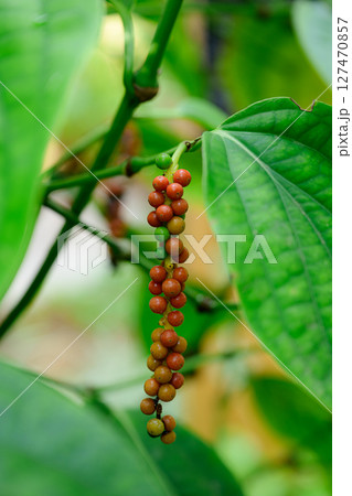 コショウの実　熱帯ドリームセンター 127470857