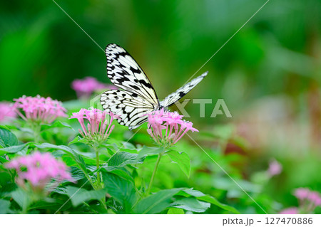 花とオオゴマダラ 熱帯ドリームセンター 花とオオゴマダラ 熱帯ドリームセンター 127470886