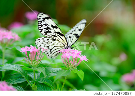 花とオオゴマダラ　熱帯ドリームセンター 127470887