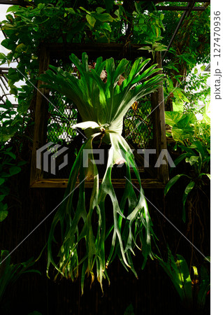 植物園の風景 熱帯ドリームセンター 植物園の風景 熱帯ドリームセンター 127470936