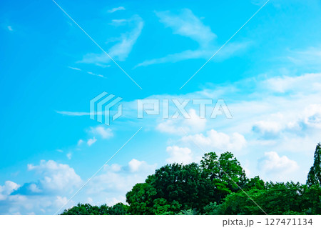 青空と雲と木立 青空と雲と木立 127471134