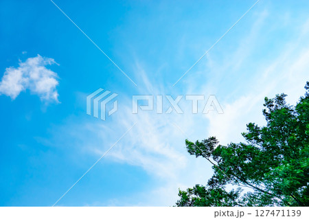 青空と雲と木立 127471139
