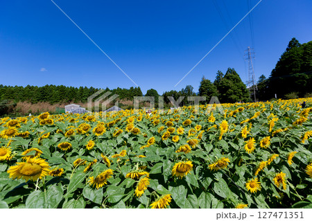 ひまわり畑 127471351