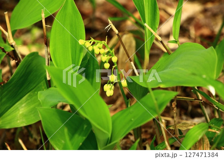六花の森 スズラン 六花の森 スズラン 127471384