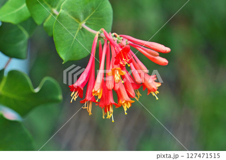 赤いツキヌキニンドウの花(夏、六月) 赤いツキヌキニンドウの花(夏、六月) 127471515