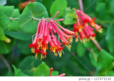 赤いツキヌキニンドウの花(夏、六月) 赤いツキヌキニンドウの花(夏、六月) 127471516