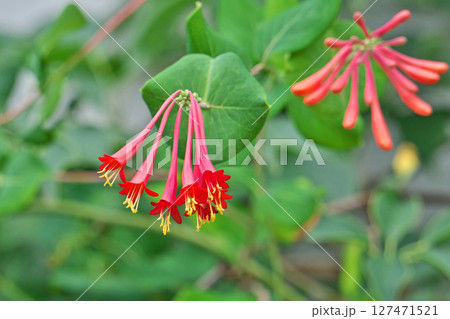 赤いツキヌキニンドウの花（夏、六月） 127471521