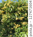 木香薔薇 127471604