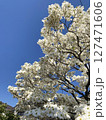 花水木 127471606