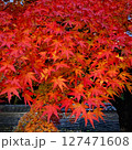 紅葉 127471608