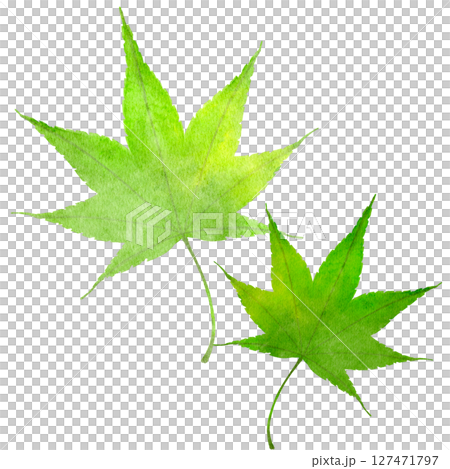 楓綠水彩日式插畫 楓綠水彩日式插畫 127471797