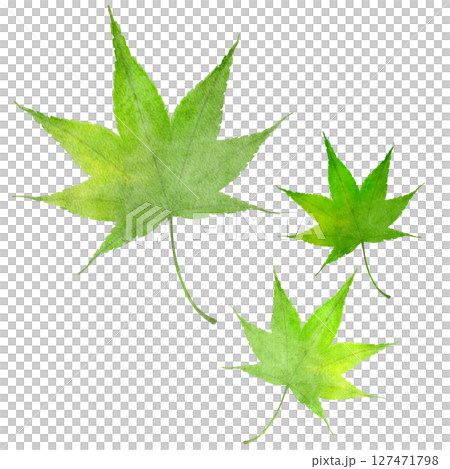 楓綠水彩日式插畫 楓綠水彩日式插畫 127471798