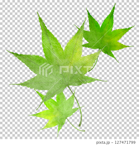 楓綠水彩日式插畫 127471799