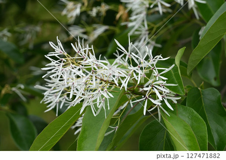 ヒトツバタゴの花 127471882