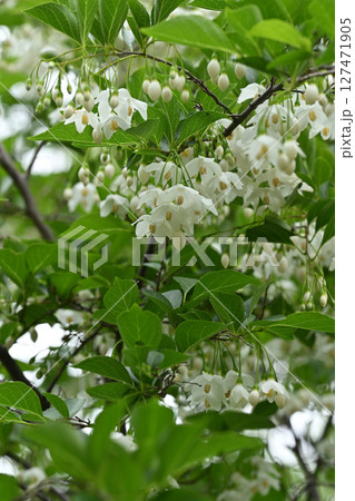 エゴノキの花 127471905