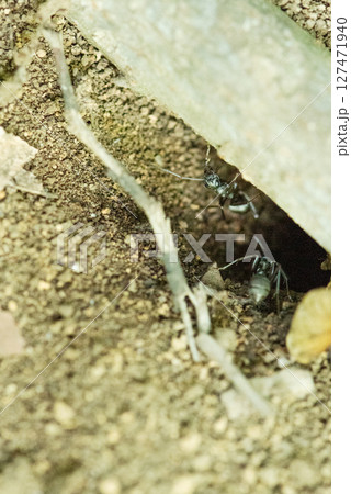 巣から出てきた働きアリ 127471940