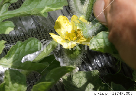 種なしスイカの花合わせ 種なしスイカの花合わせ 127472009