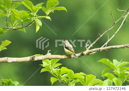 キセキレイ 127472146