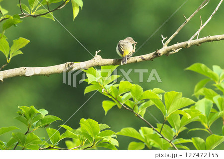 キセキレイ キセキレイ 127472155